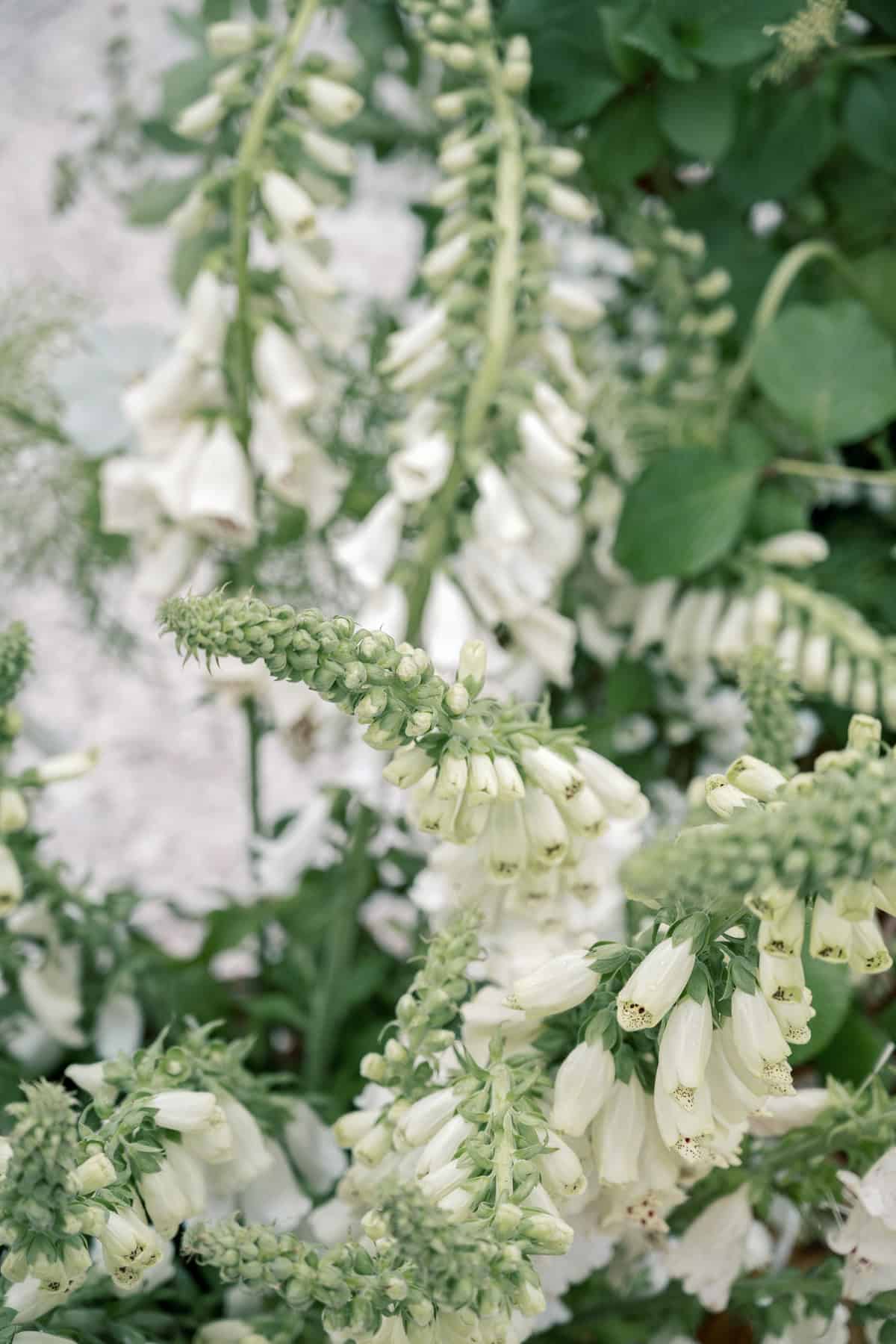 Clusters of white foxglove flowers grow on tall green stems, surrounded by green foliage—a perfect scene for Nantucket Wedding Photographer Kaity Farrell to capture.